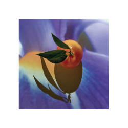 Loewe Solo Elixir 50 Vap M